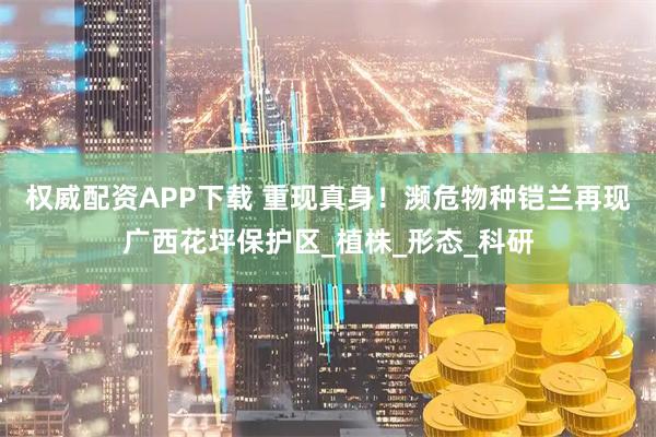 权威配资APP下载 重现真身！濒危物种铠兰再现广西花坪保护区_植株_形态_科研